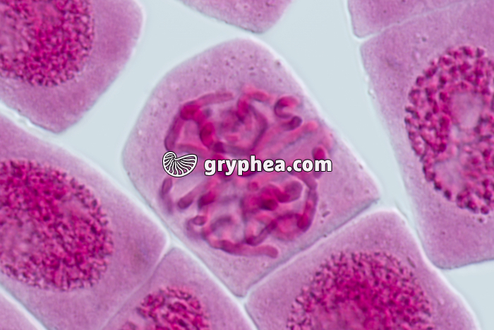 Mitose racine d'Ail FIN DE PROPHASE x640 - gryphea.com